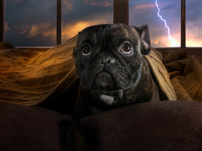 Dog in fear of thundestorms, find help at AHCLeawood.