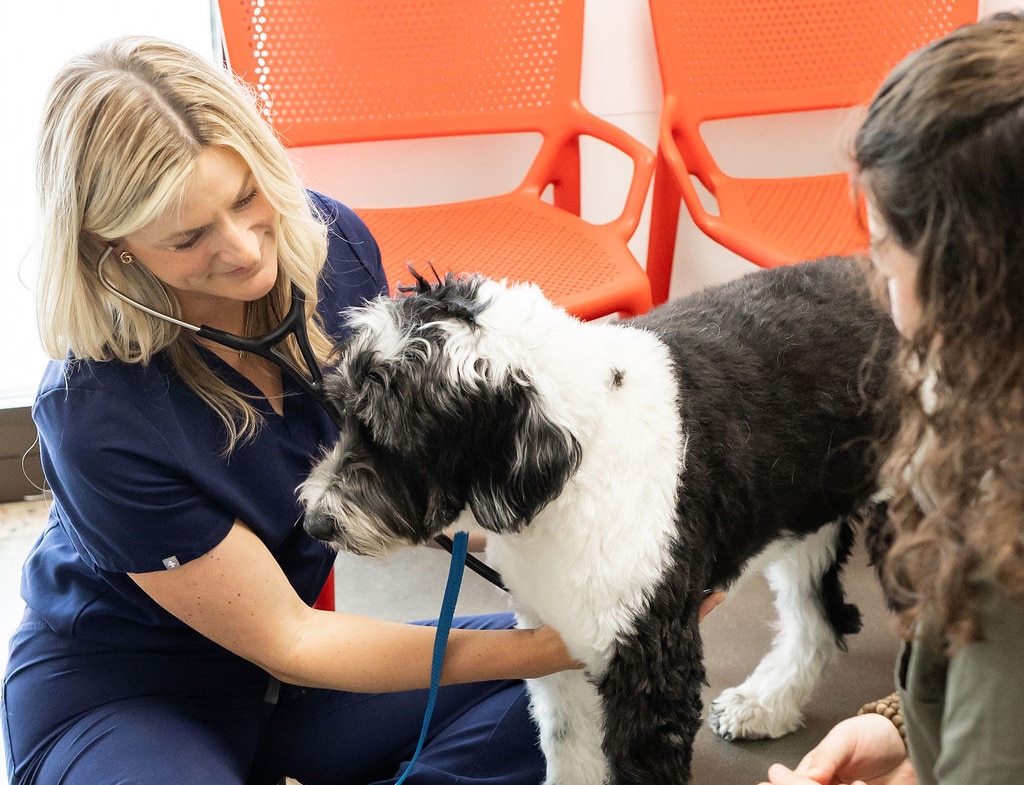 The Importance of Annual Wellness Exams for Pets