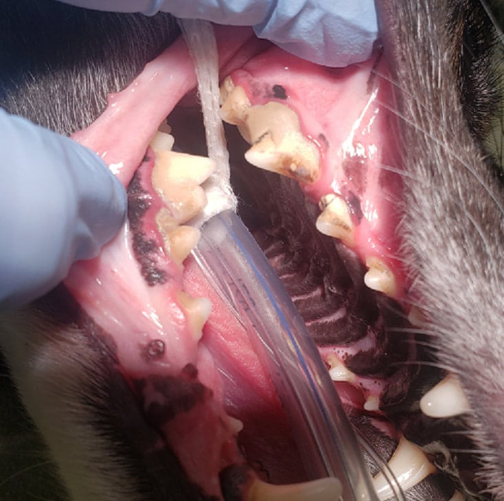 Clean teeth, healthy furbaby 2 before dental cleaning ahc leawood veterinarian orig