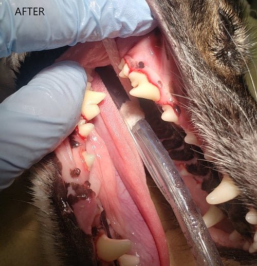 Clean teeth, healthy furbaby 4 dental cleaning after ahc leawood veterinarian 1 orig
