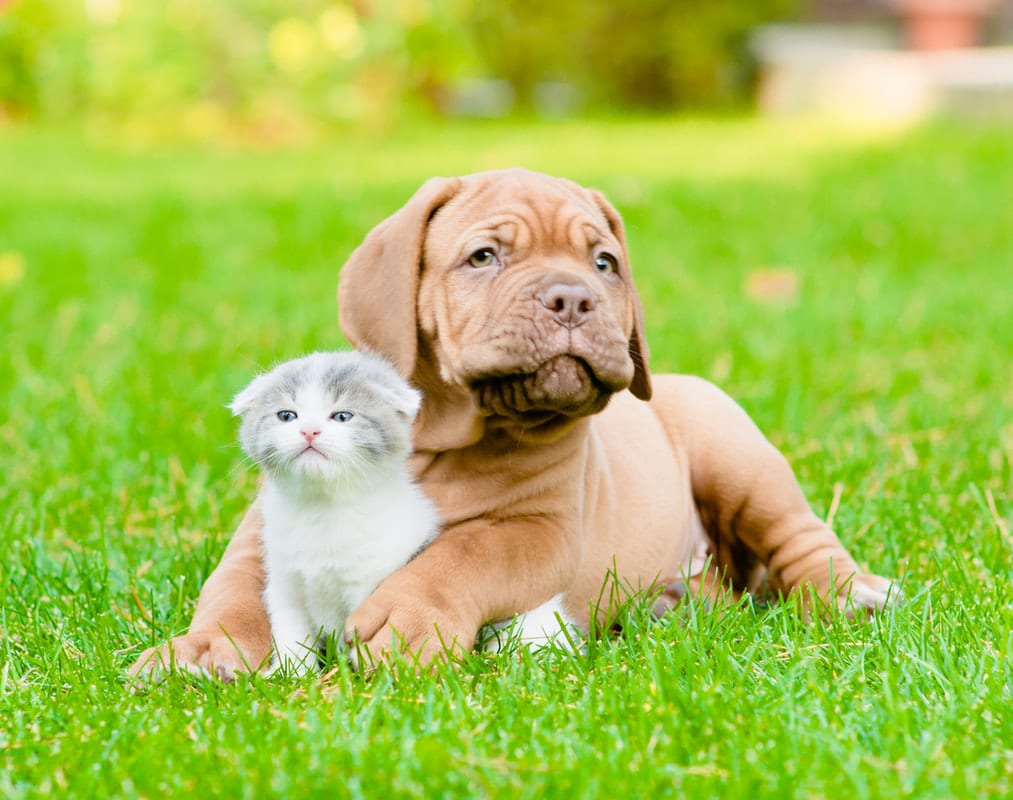 Spring Is Here — Time to Think About Pet Safety