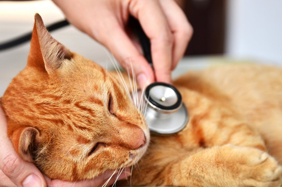 The Importance of Annual Wellness Exams for Pets